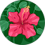 Swetha B Avatar