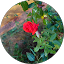 shajini flower Avatar